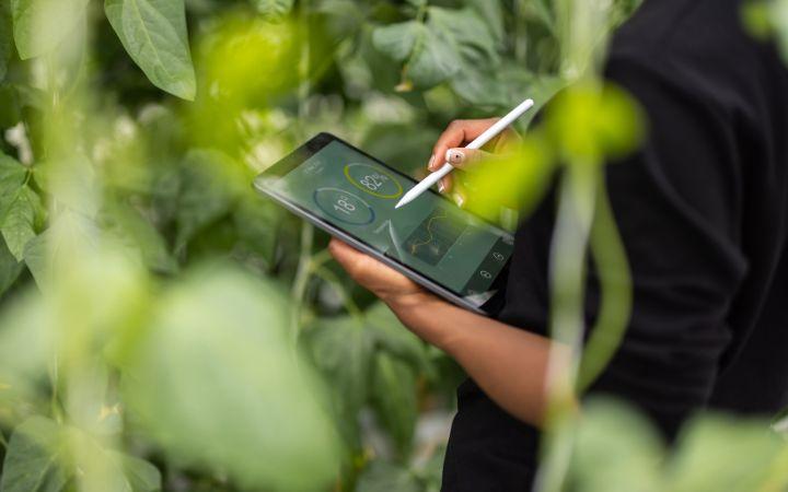 Someone on an iPad in amongst a bush